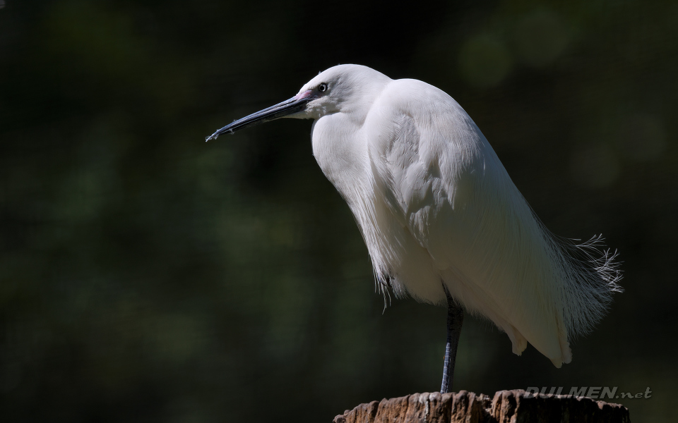 01 Little Egret (Egretta garzetta)